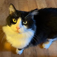 adopt a pet