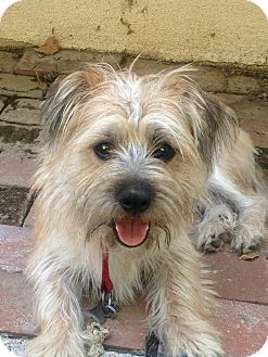 Los Angeles Ca Norfolk Terrier Meet Frankie A Pet For Adoption