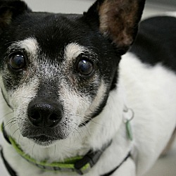Thumbnail photo of Old Little Dog (Marty) #2