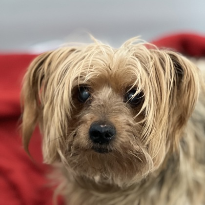 Sacramento, CA - Yorkie, Yorkshire Terrier. Meet Royaltee a Pet for ...