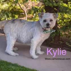 Thumbnail photo of Kylie (Dallas) #3