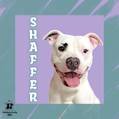 Thumbnail photo of Shaffer #1