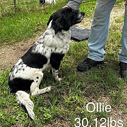 Thumbnail photo of ATDR Ollie #2