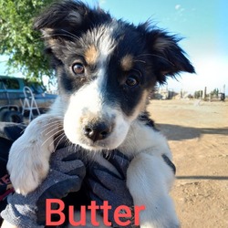 Photo of Butter - Sweet & Mellow! Good with dogs, cats, & kids!