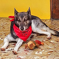 adopt a pet
