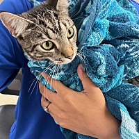 adopt a pet