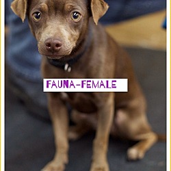 Thumbnail photo of Fauna - 9 lbs!  (pom-cr) #1