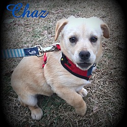Thumbnail photo of Chaz #4