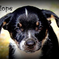 Thumbnail photo of Calliope~adopted! #1