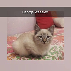 Thumbnail photo of George Weasley #1