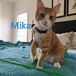 Thumbnail photo of MIKA #1