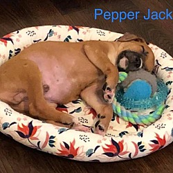 Thumbnail photo of PEPPER JACK #4