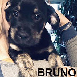 Thumbnail photo of Bruno #4