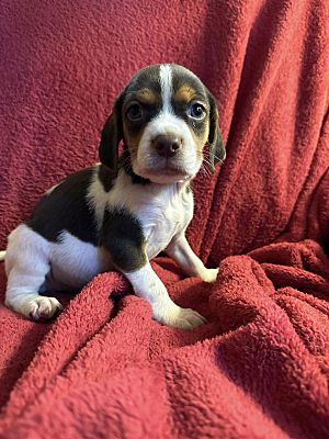 Collingswood, NJ - Beagle/Chihuahua. Meet Comet a Pet for Adoption