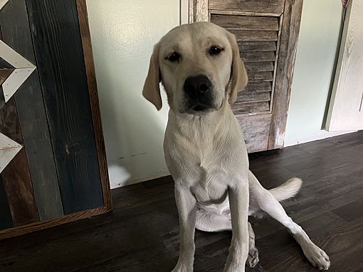 Lone Oak, TX - Labrador Retriever. Meet Sage a Pet for Adoption ...