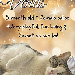 Thumbnail photo of Venus #1