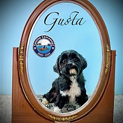 Thumbnail photo of Gusta #1