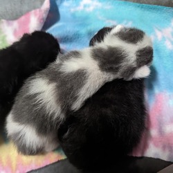 Photo of Diluted Tux Boy - EL Colony