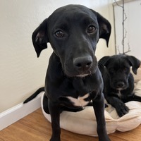 adopt-pet
