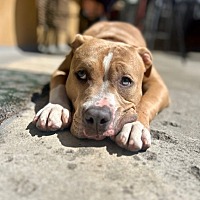 adopt a pet