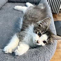adopt a pet