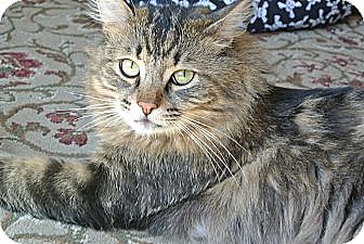 Surrey Bc Norwegian Forest Cat Meet Huey A Pet For Adoption