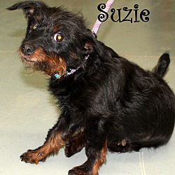 Thumbnail photo of Suzie~adopted! #2