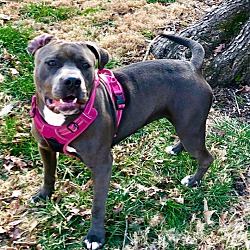 Thumbnail photo of Purdy~adopted! #1