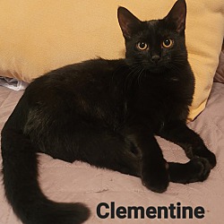 Thumbnail photo of Clementine #1