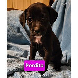 Photo of Basket Pup Perdita