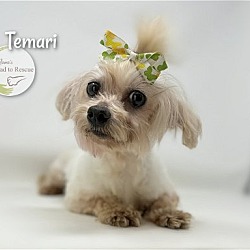 Thumbnail photo of Temari #1