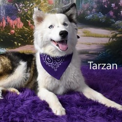 Photo of Tazz