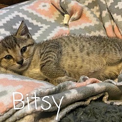 Photo of Bitsy