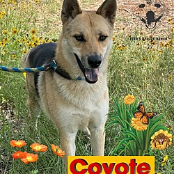 Thumbnail photo of Coyote #2