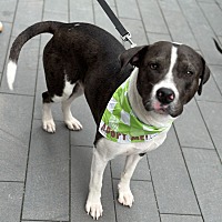 adopt a pet