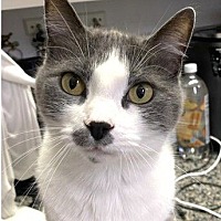 adopt-pet