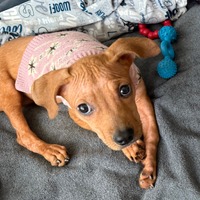 adopt a pet
