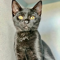 DALLAS - Domestic Shorthair available for adoption
