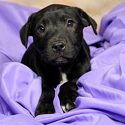 Thumbnail photo of Lennox~adopted! #2