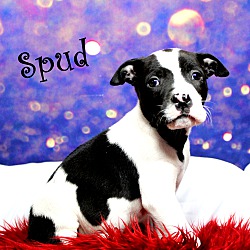 Thumbnail photo of Spud~adopted! #1
