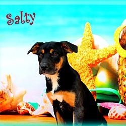 Thumbnail photo of Salty~adopted! #1