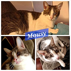 Thumbnail photo of Mousy #1