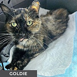Thumbnail photo of Goldie #1