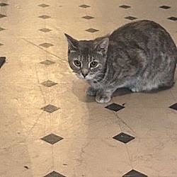 Thumbnail photo of Free female polydactyl cat #1
