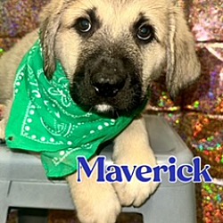 Photo of Maverick