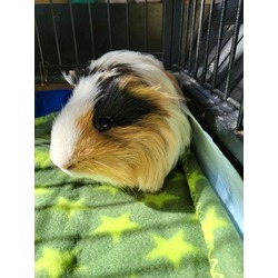 Thumbnail photo of Elvis #1