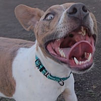 adopt a pet