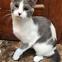 adopt a pet