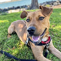 adopt a pet