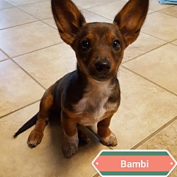 Thumbnail photo of Bambi #3